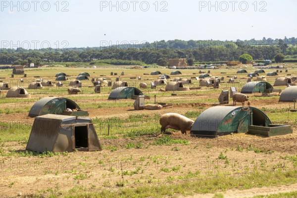Free range outdoor pig farming, Butley, Suffolk, England, UK