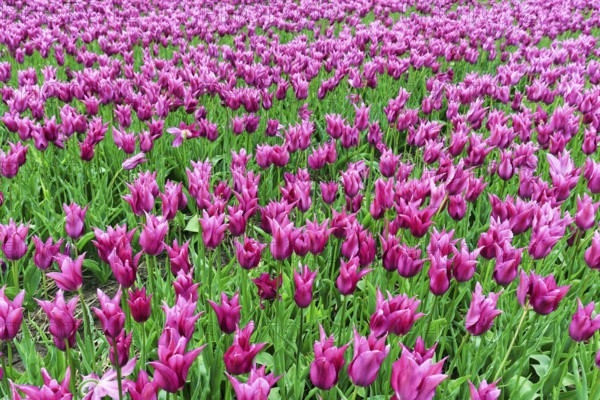 Pink tulips, tulip field, Bollenstreek, South Holland, Netherlands