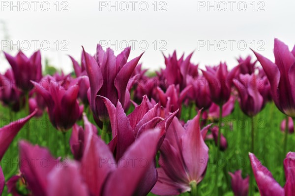 Pink tulips, dull spring weather, cloud cover, tulip field, Bollenstreek, South Holland, Netherlands