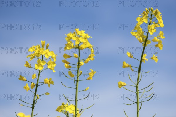 Yellow rape blossoms in front of a blue sky, Baden-Württemberg, Germany