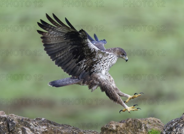 Bonelli's eagle (Aquila fasciata) approaching a cliff, Andalusia, Spain