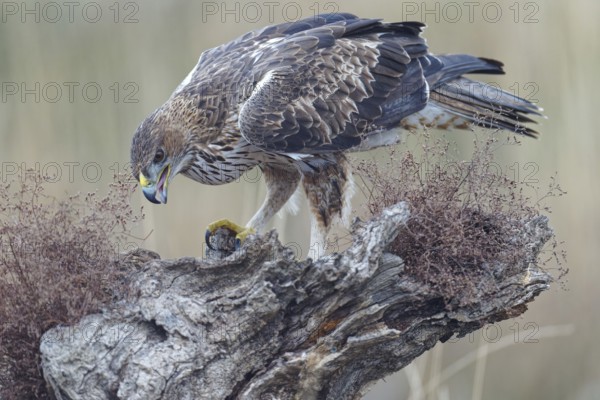 Bonelli's eagle (Aquila fasciata), mounted, Castilla-La Mancha, Spain