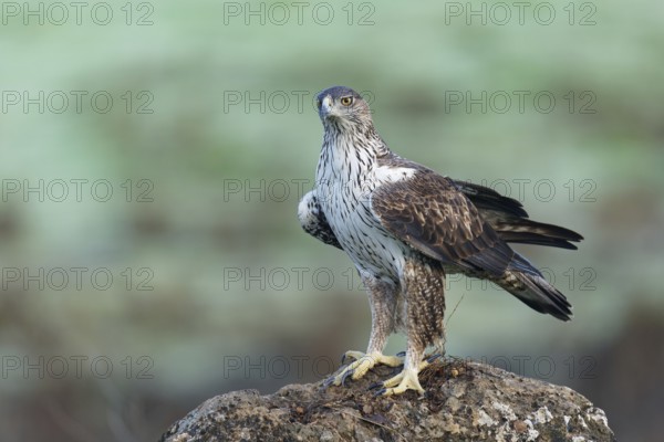 Bonelli's eagle, male (Aquila fasciata), on a rock, Andalusia Spain