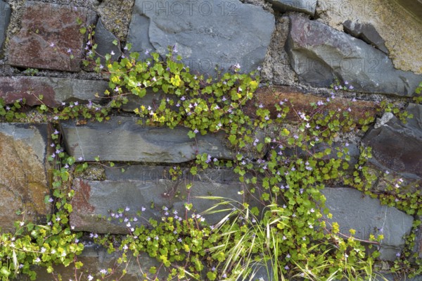 Cymbalaria muralis on a wall, North Rhine-Westphalia, Germany