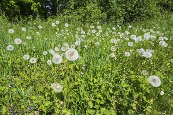 Meadow with faded dandelion (Taraxacum), dandelion, North Rhine-Westphalia, Germany