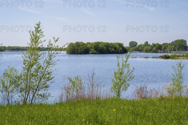 Shrubs on the shore of the Lippesee, reservoir, Sande, Paderborn, Westphalia, North Rhine-Westphalia, Germany