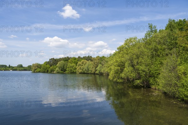 Trees on the shore of the Lippesee, reservoir, Sande, Paderborn, Westphalia, North Rhine-Westphalia, Germany