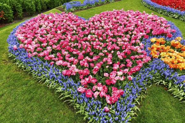 Heart, bed with tulips (Tulipa) and grape hyacinths (Muscari), view from above, Keukenhof Gardens, Lisse, Bollenstreek, South Holland, Netherlands