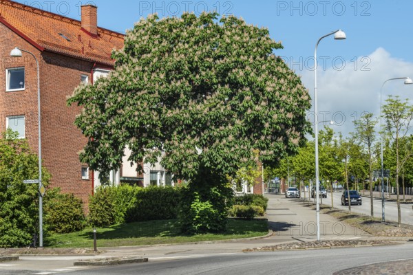 Flowering chestnut trees by street and apartment buildings in Ystad, Skåne County, Sweden, Scandinavia