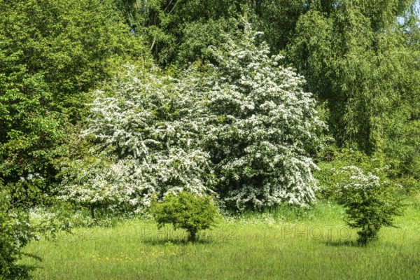 Meadow with flowering hawthorn (Crataegus) bushes in Ystad municipality, Skåne County, Sweden, Scandinavia