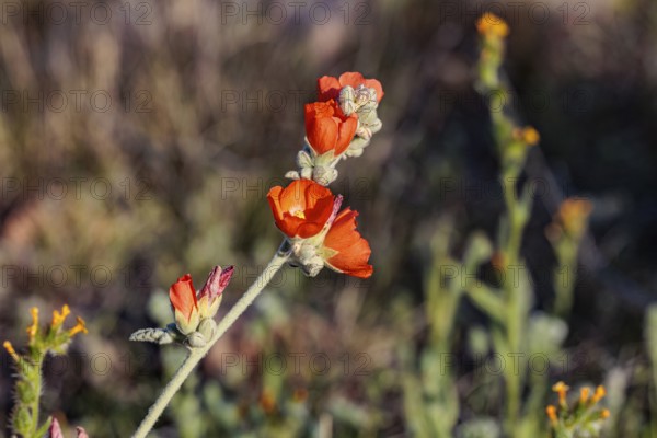 Close up of a budding desert globe mallow (Sphaeralcea ambigua) plant at the White Tank Mountain Regional Park in Phoenix, Arizona, USA