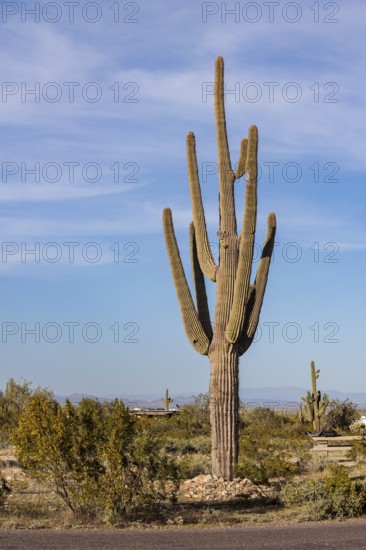 Saguaro (Carnegiea gigantea) cacti at the White Tank Mountain Regional Park in Phoenix, Arizona, USA