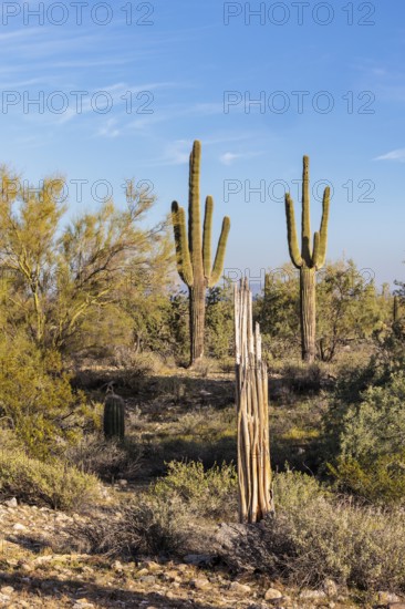 Healthy and dead Saguaro (Carnegiea gigantea) cacti at the White Tank Mountain Regional Park in Phoenix, Arizona, USA