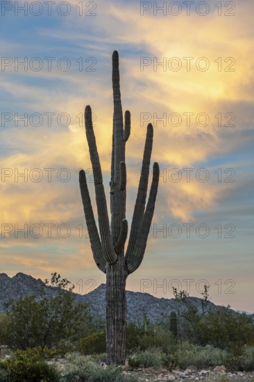 Silhouette of saguaro (Carnegiea gigantea) cacti on the evening sky at the White Tank Mountain Regional Park in Phoenix, Arizona, USA