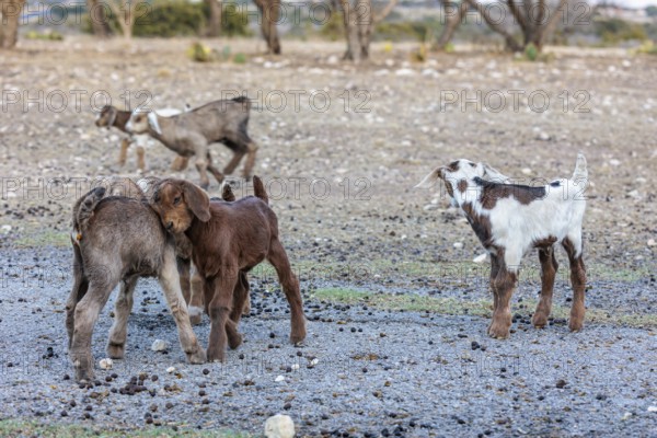 Newborn domesticated goat livestock raised for meat producion on a ranch in Sonora, Texas, USA