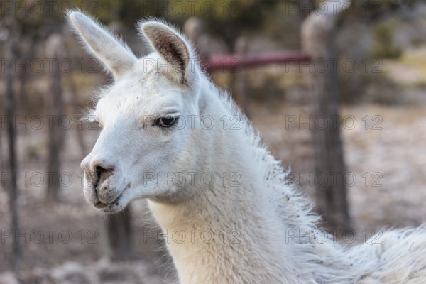 Domesticated alpaca livestock helps to protect goats from predators on a ranch in Sonora, Texas, USA