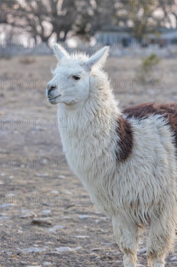 Domesticated alpaca livestock helps to protect goats from predators on a ranch in Sonora, Texas, USA