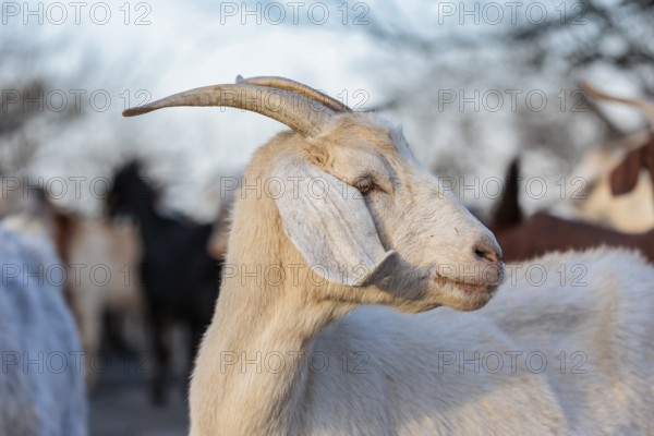 Domesticated goat livestock raised for meat producion on a ranch in Sonora, Texas, USA