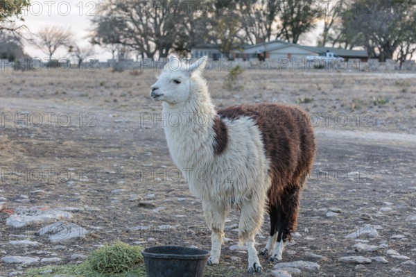 Domesticated alpaca livestock helps to protect goats from predators on a ranch in Sonora, Texas, USA