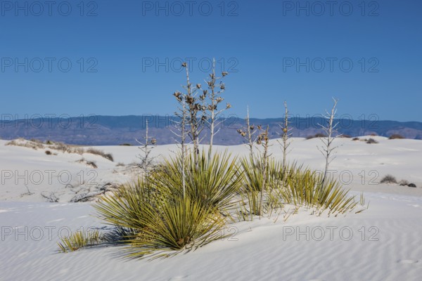 Gypsum dunefields at White Sands National Monument located within the Chihuahuan Desert and the Tularosa Basin near Alamorodo, New Mexico, USA