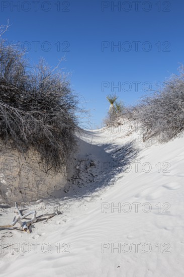 Gypsum dunefields at White Sands National Monument located within the Chihuahuan Desert and the Tularosa Basin near Alamorodo, New Mexico, USA