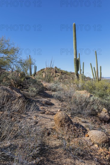 Saguaro and ocotillo cacti along a trail at the Organ Pipe Cactus National Monument in southern Arizona, USA