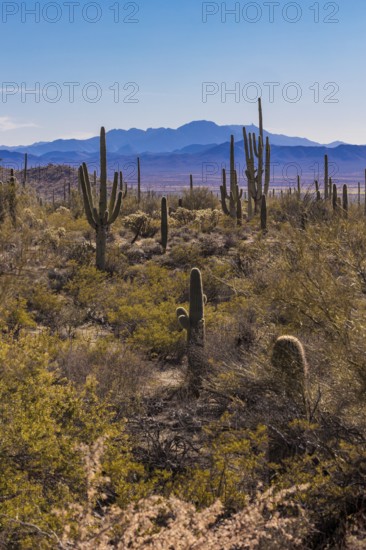 Evening light on saguaro cacti at the Organ Pipe Cactus National Monument in southern Arizona, USA