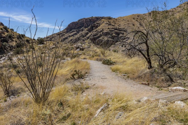 Hiking trail past trees and cacti through the desert in the Santa Catalina Mountains near Tucson, Arizona, USA