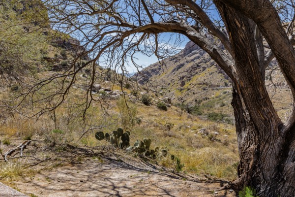Tree and cacti along the road from Tucson to Mt. Lemmon, Arizona, USA
