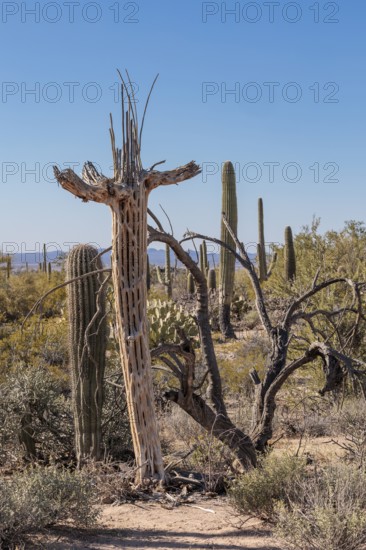 Dead and dried saguaro cactus skeleton along a trail at the Organ Pipe Cactus National Monument in southern Arizona, USA