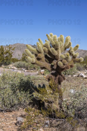 Closeup of a teddy bear cholla (Cylindropuntia bigelovii) cactus at the White Tank Mountain Regional Park in Phoenix, Arizona, USA