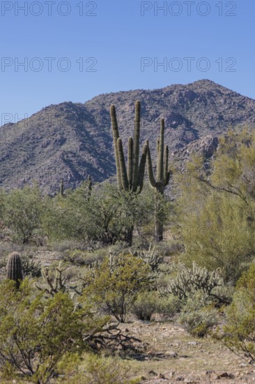 Saguaro (Carnegiea gigantea) cacti at the White Tank Mountain Regional Park in Phoenix, Arizona, USA