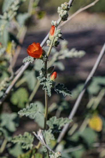 Close up of a budding desert globe mallow (Sphaeralcea ambigua) plant at the White Tank Mountain Regional Park in Phoenix, Arizona, USA