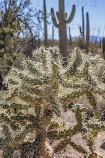 Close up of Cholla cactus at the Organ Pipe Cactus National Monument in southern Arizona, USA