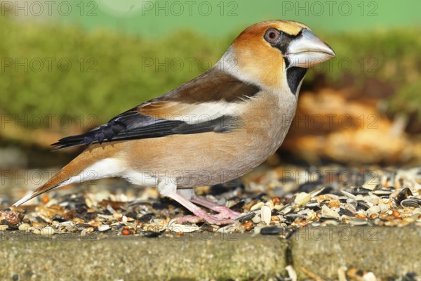 Hawfinch (Coccothraustes coccothraustes), male at a feeder in the garden, North Rhine-Westphalia, Germany