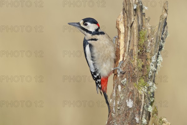Great spotted woodpecker (Dendrocopos major), male, foraging on a tree stump overgrown with moss and lichen in the forest, Wilnsdorf, North Rhine-Westphalia, Germany