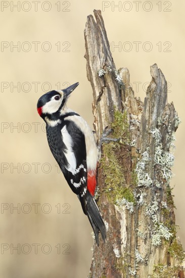 Great spotted woodpecker (Dendrocopos major), male, foraging on a tree stump overgrown with moss and lichen in the forest, Wilnsdorf, North Rhine-Westphalia, Germany