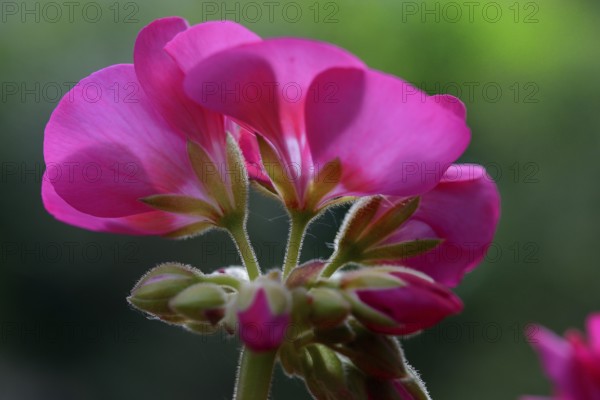 Geranium flower, pink flower of a geranium, Geranium spec