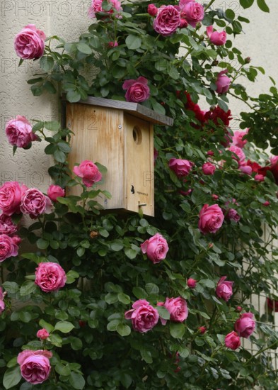 Flowering climbing roses with nesting box, rose 'Leonardo da Vinci'