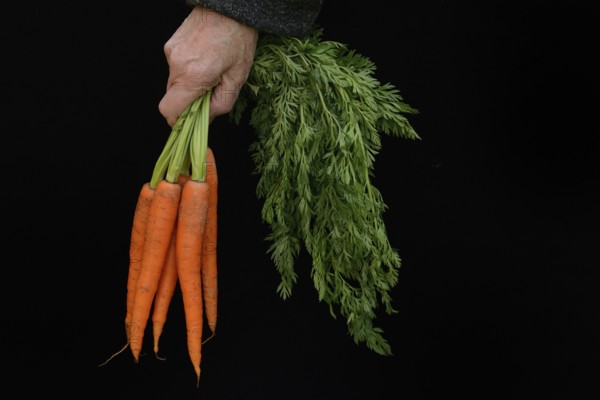 Hand holding bunch of carrots, Daucus carota