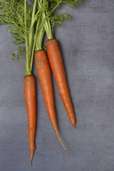 Carrots with leafy greens, Daucus carota