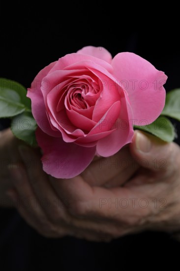 Hand holding pink rose blossom, rose 'Leonardo da Vinci'