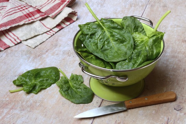 Spinach in sieve bowl, Spinacia oleracea