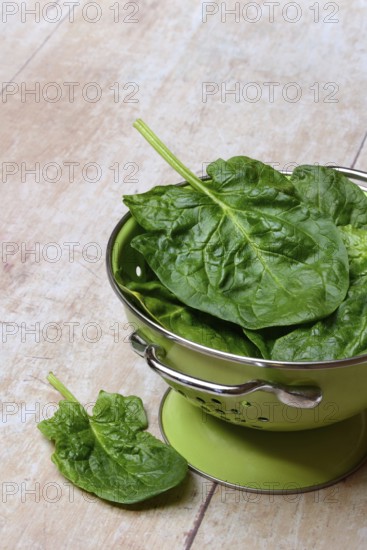 Spinach in sieve bowl, Spinacia oleracea