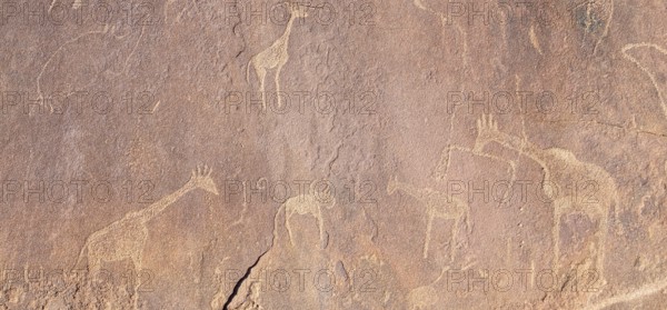 Detail, Depictions of animals on a rock slab, petroglyphs, rock engravings, Twyfelfontein, Kunene, Namibia