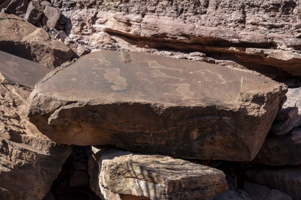 Depictions of animals on a rock slab, petroglyphs, rock engravings, Twyfelfontein, Kunene, Namibia