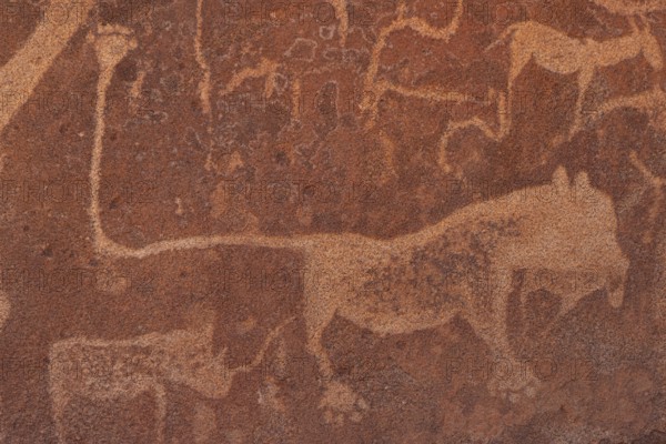 Detail, rock engraving of a lion, depictions of animals on a rock slab, lion slab, petroglyphs, rock engravings, Twyfelfontein, Kunene, Namibia