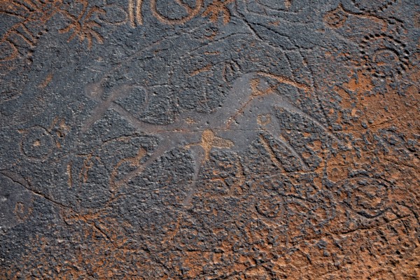 Detail, Depictions of animals and patterns on a rock slab, petroglyphs, rock engravings, Twyfelfontein, Kunene, Namibia