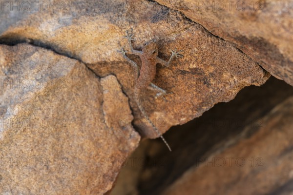 Lizard on a red rock, Twyfelfontein, Kunene, Namibia
