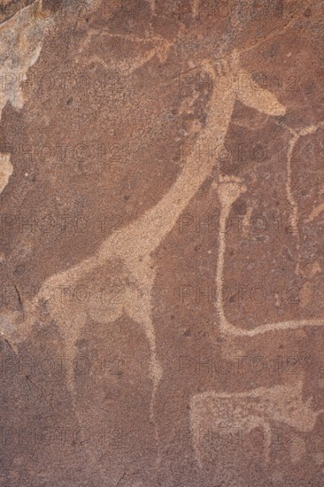 Detail, rock engraving of a giraffe, depictions of animals on a rock slab, lion slab, petroglyphs, rock engravings, Twyfelfontein, Kunene, Namibia